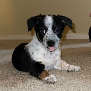 Meet your Posher, Connie